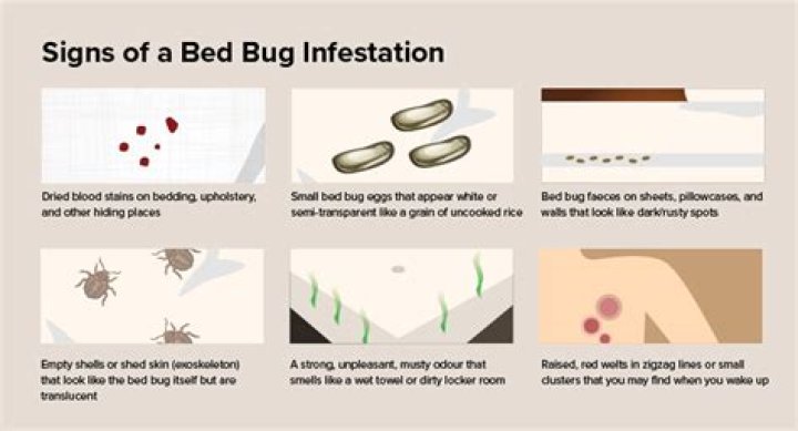 Are bed bugs gone after heat treatment?