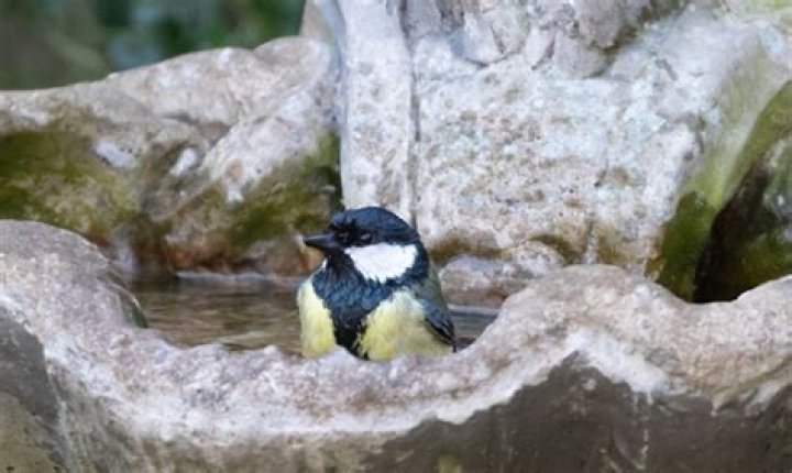 Are bird baths a good idea?