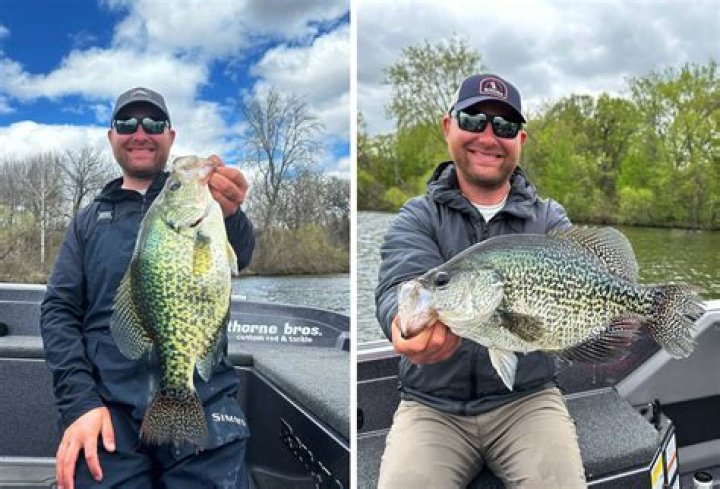 Are crappie attracted to scent?