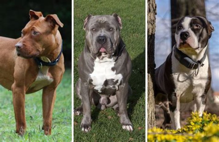 Are pit bulls bad family dogs?