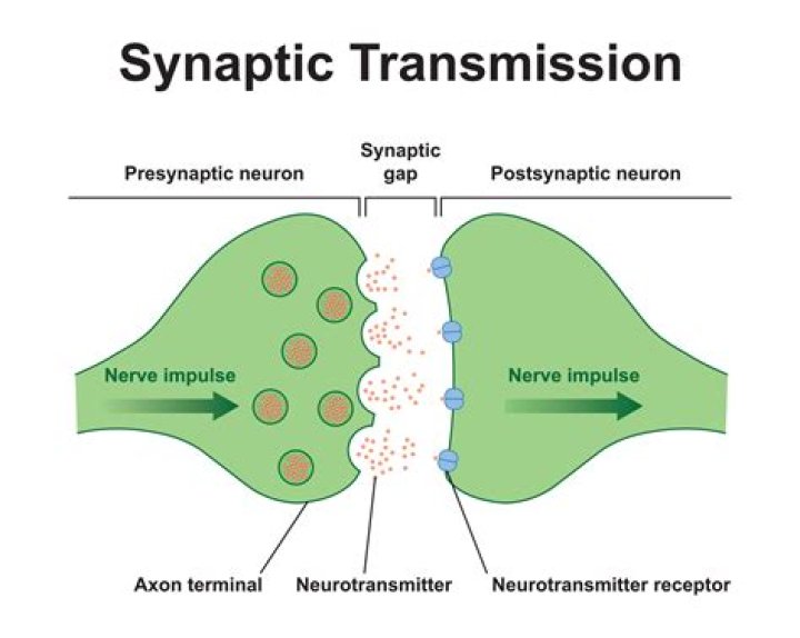 Are synapses on dendrites or axons?
