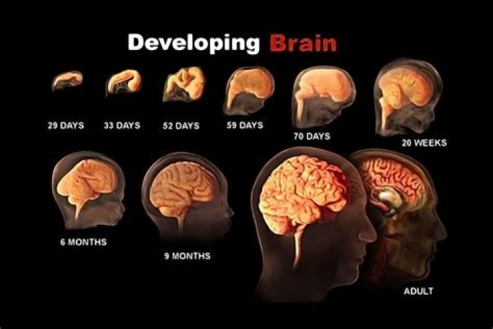 Are teenagers brain not fully developed?