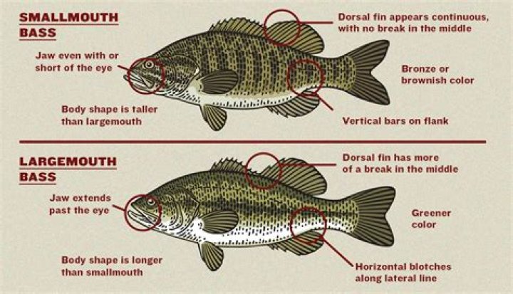 Are there largemouth bass in Lake St Clair?
