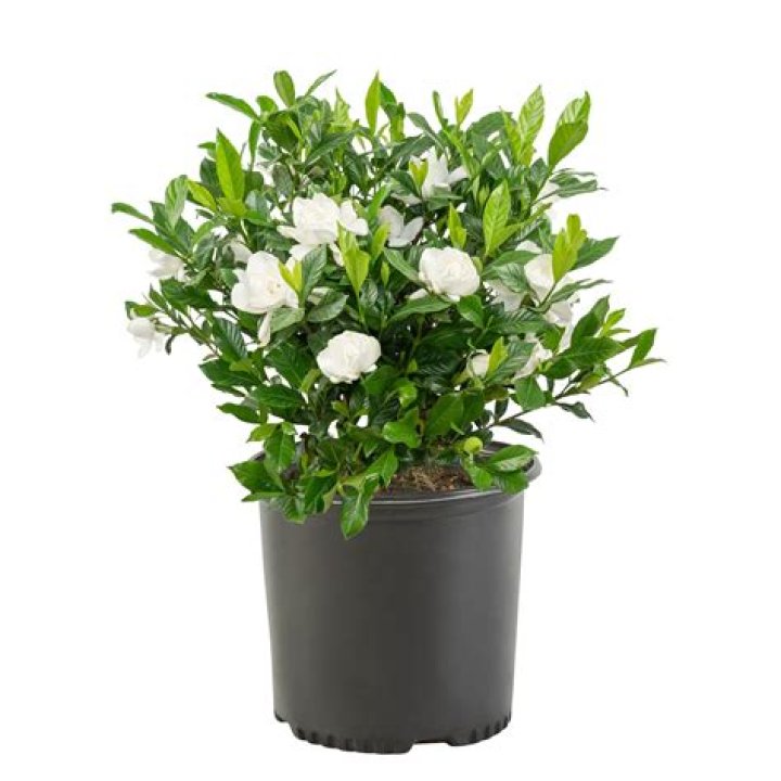 Can August Beauty Gardenia take full sun?