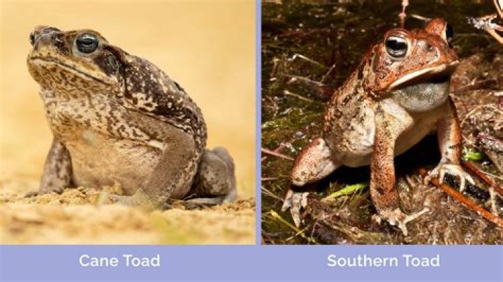 Can dogs survive cane toads?