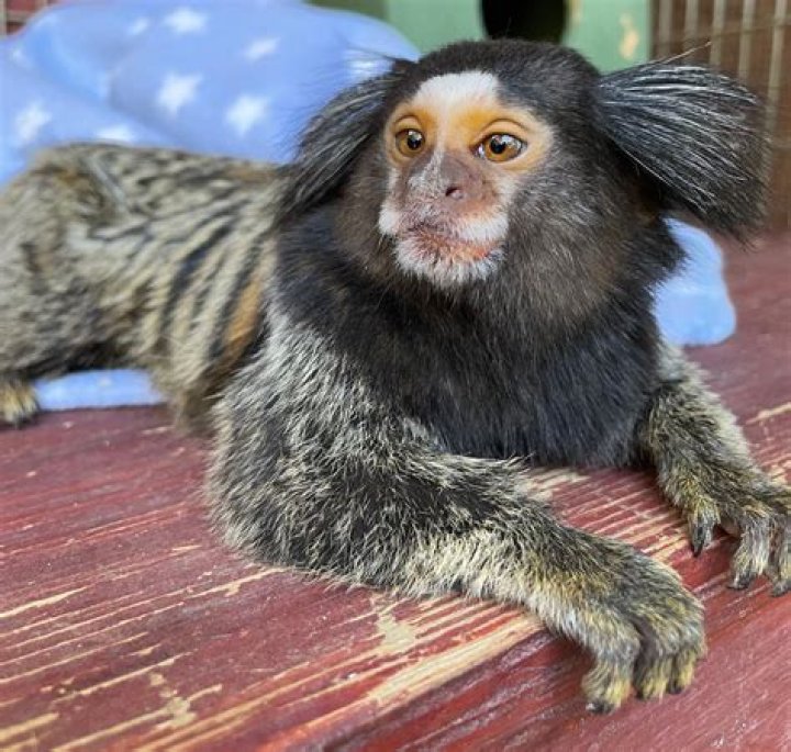 Can I own a marmoset in Tennessee?