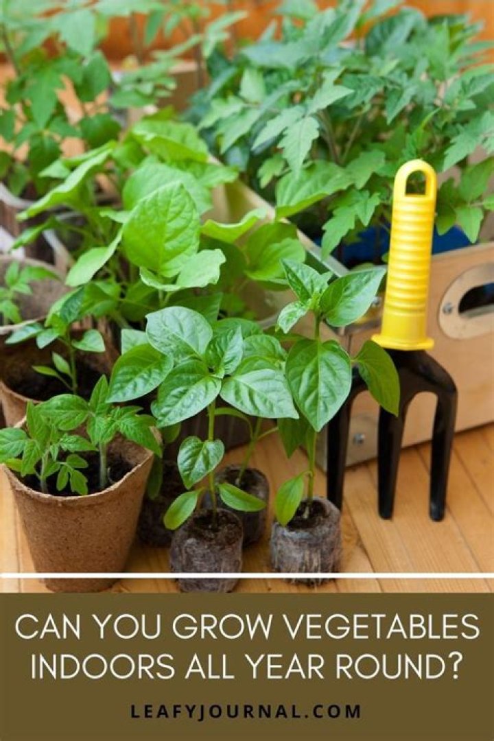 Can you grow vegetables indoors all year round?