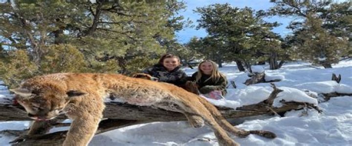 Can you hunt mountain goats in Texas?