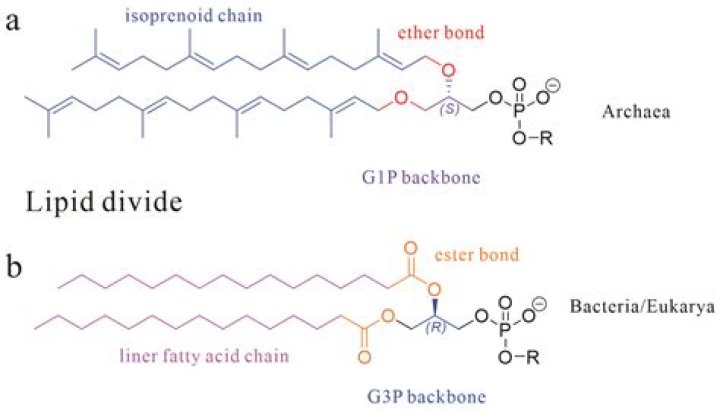 Do archaea have ether-linked lipids?
