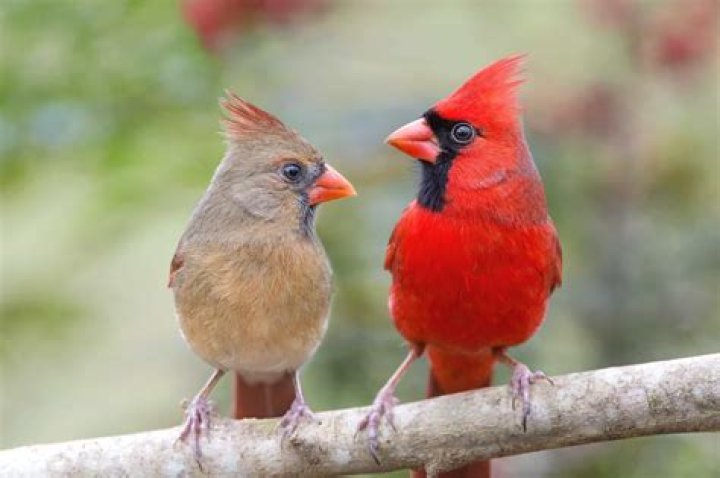 Do male and female cardinals mate for life?