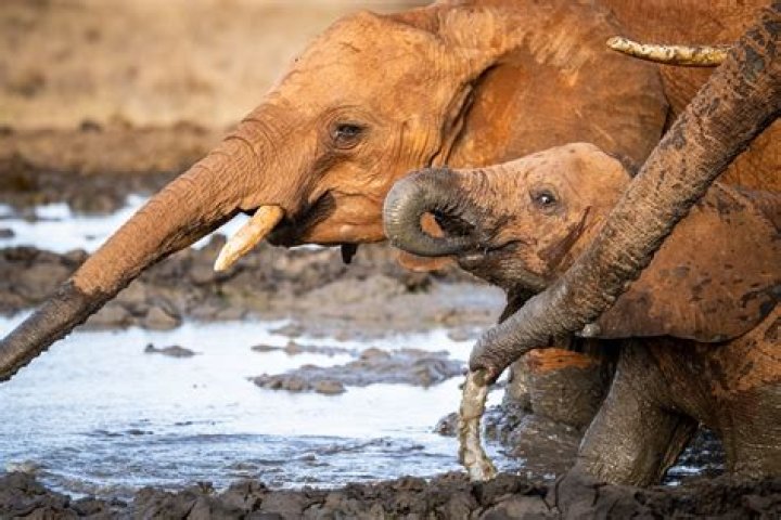 How are elephants dispersed?