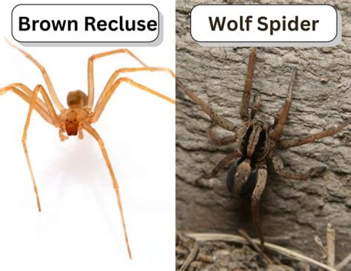 How can you tell a female brown recluse?