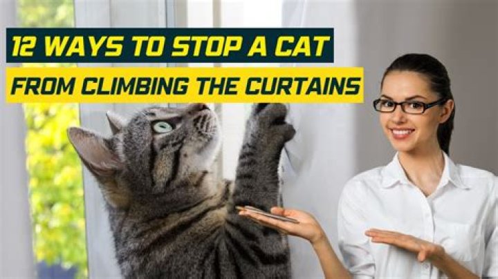 How do I get my cat to stick to a hammock at the window?
