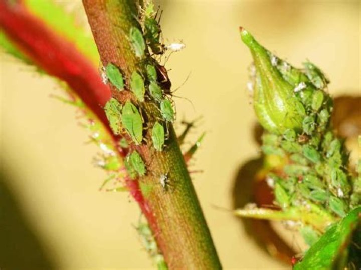 How do I get rid of greenfly?