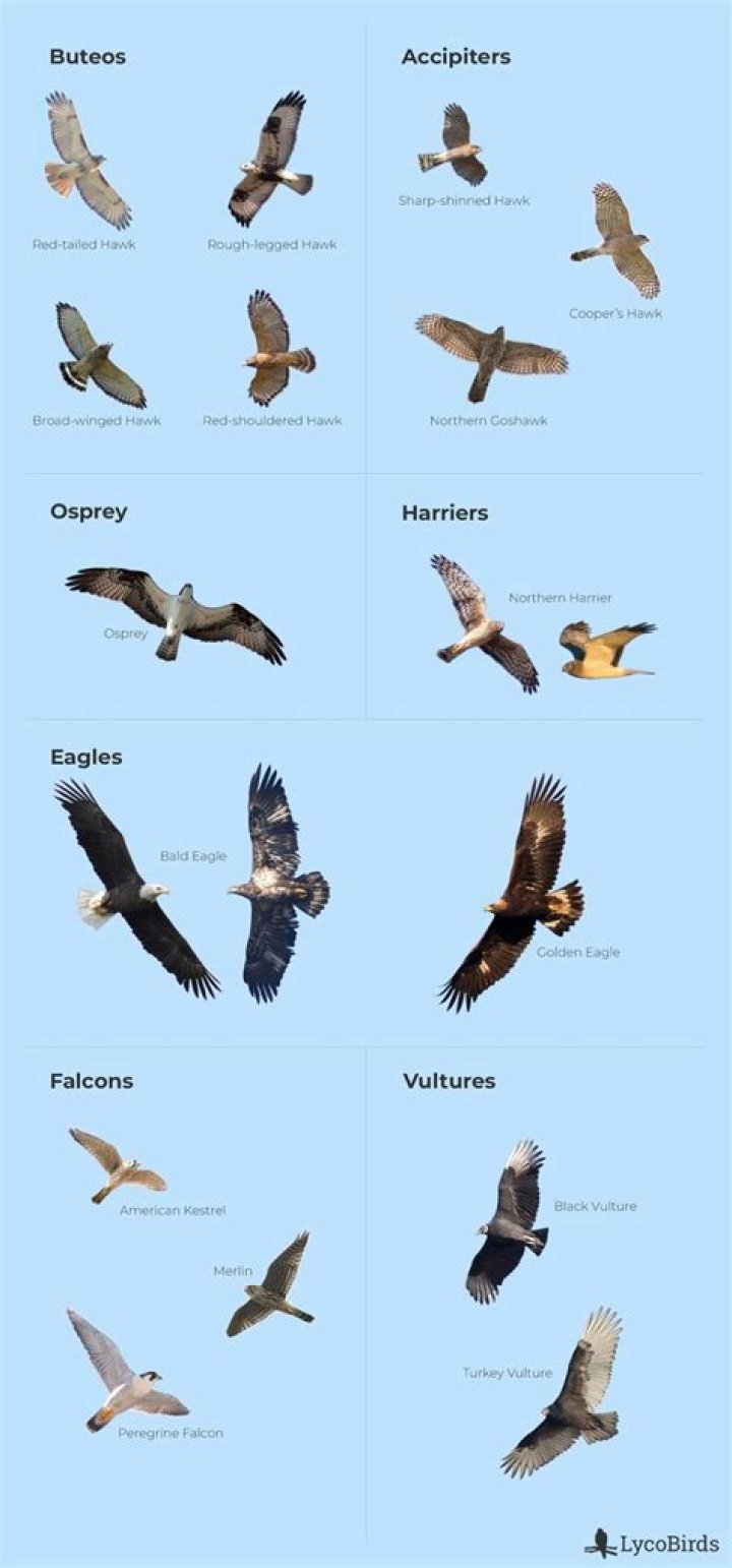 How do I know what size Osprey to get?
