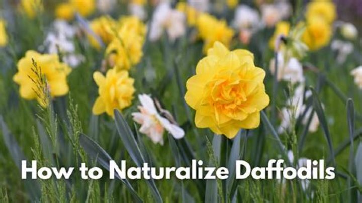 How do I naturalize in Germany?