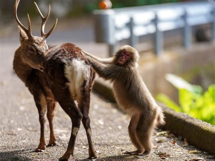 How do toque macaques signal mating intentions?