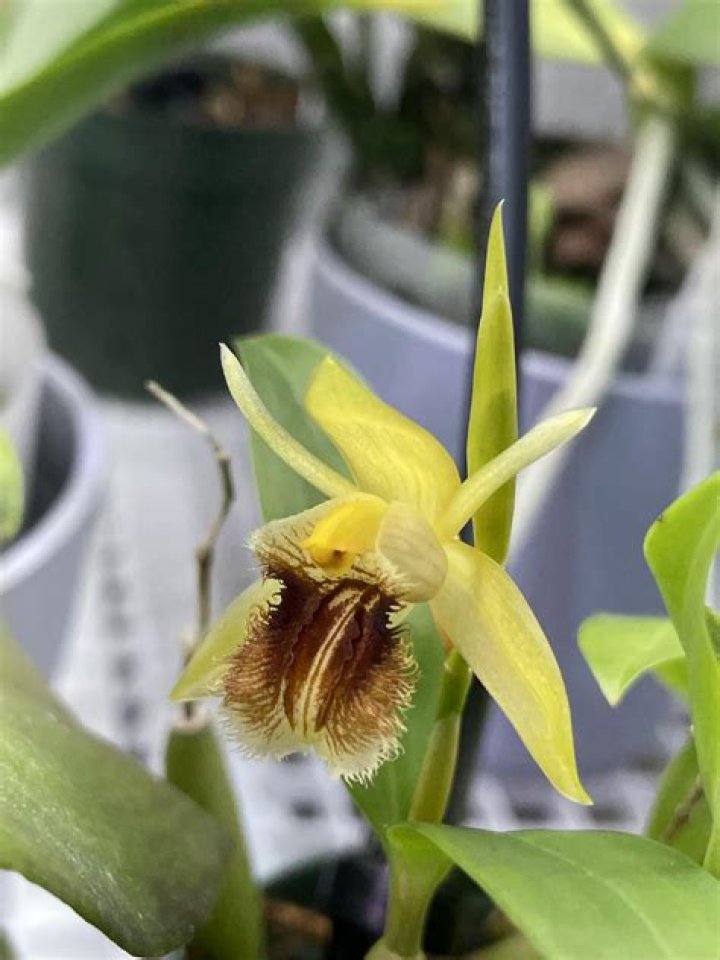 How do you care for coelogyne Fimbriata?