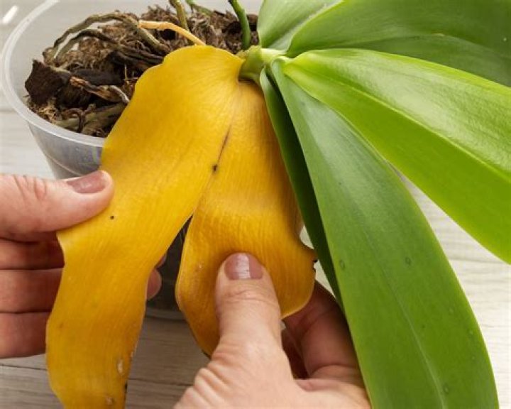 How do you fix yellowing orchid leaves?