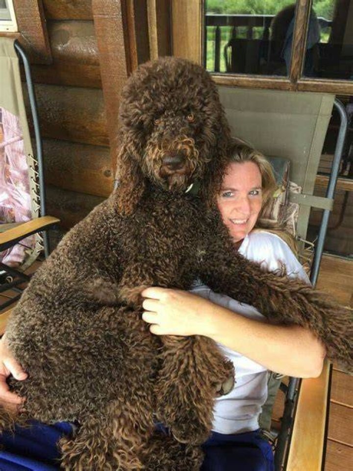 How do you train a Standard Poodle to hunt?