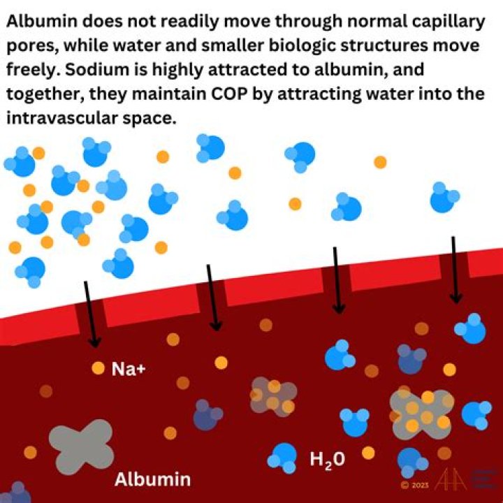 How does albumin affect hydrostatic pressure?