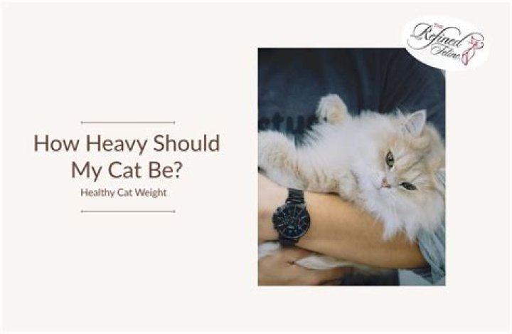 How heavy should a female cat be?