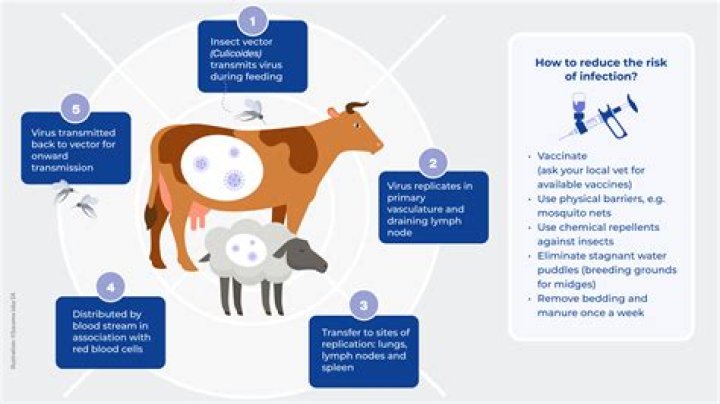How is bluetongue virus spread?