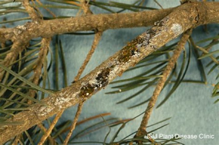 How is Diplodia tip blight treated?