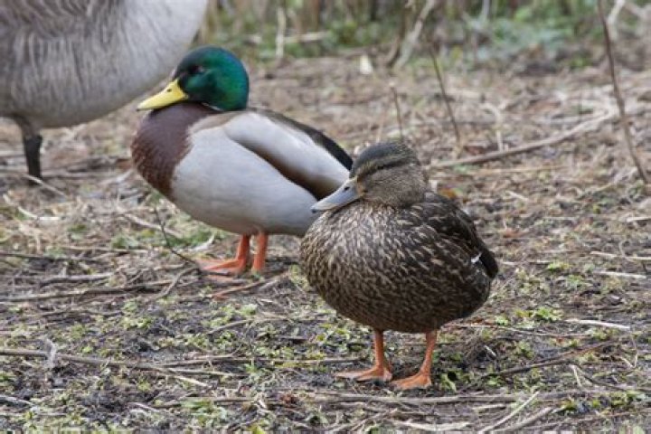 How long do ducks live Pekin?