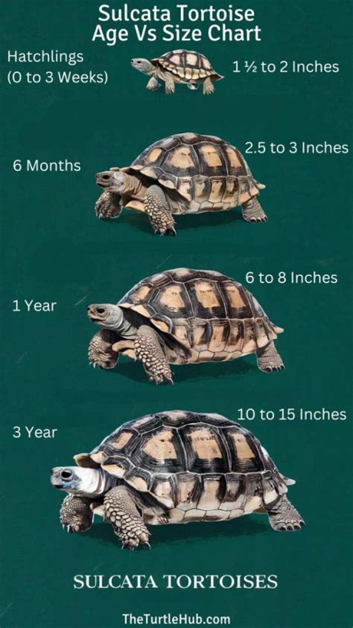 How long does it take for a tortoise to mature?