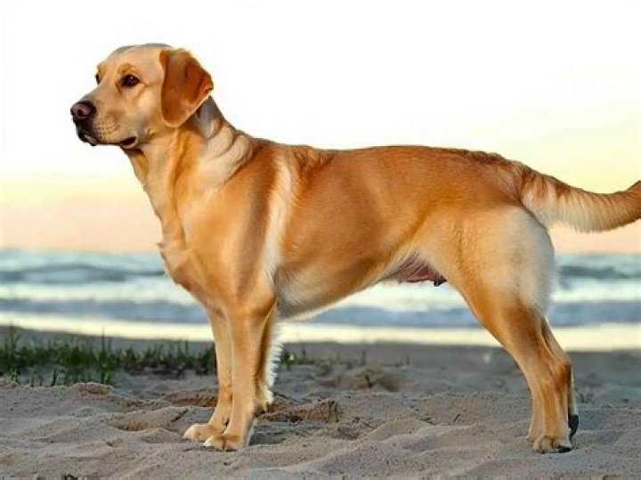 How long is a golden lab in heat?