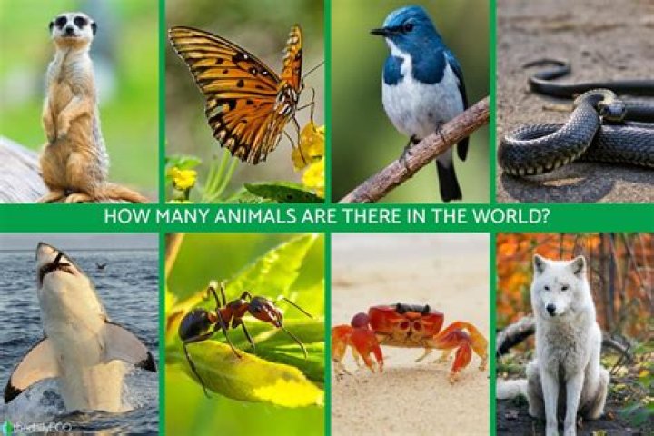 How many names of animals are there in the world?