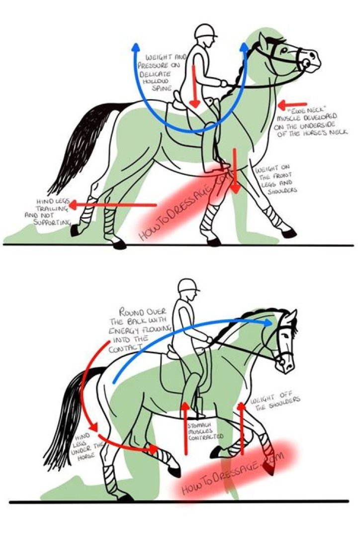 How much do reining horse trainers make?