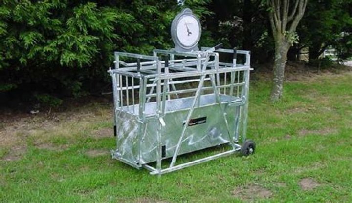 How much do Texel sheep weigh?