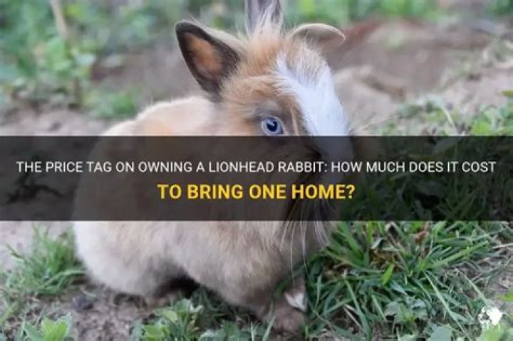How much does a Lionhead Bunny cost?