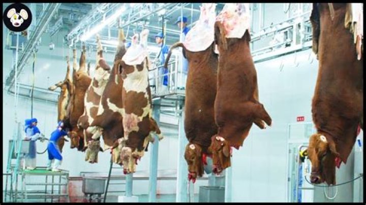 How much does a slaughter house pay for a cow?
