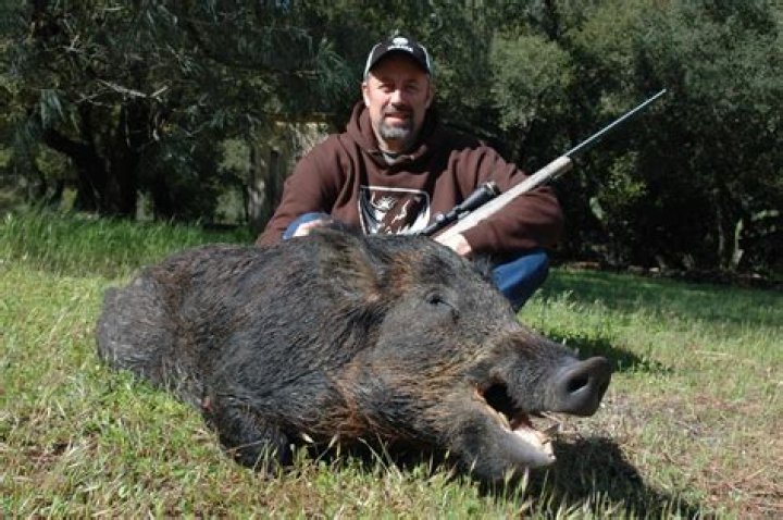 How much is a wild hog worth?