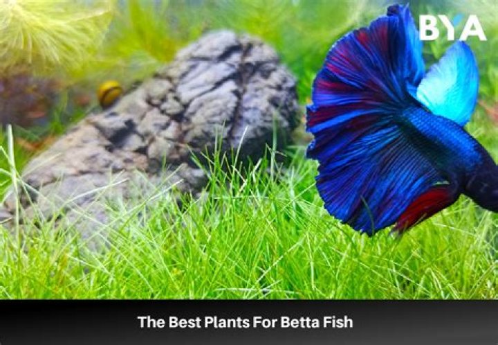 How old are the bettas at Petco?