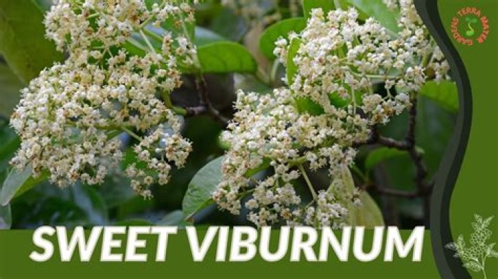How tall does viburnum Odoratissimum grow?