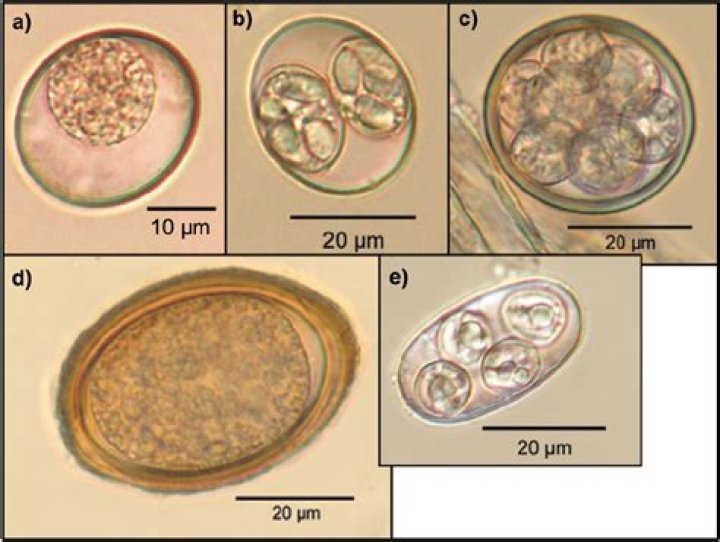Is Cystoisospora the same as coccidia?