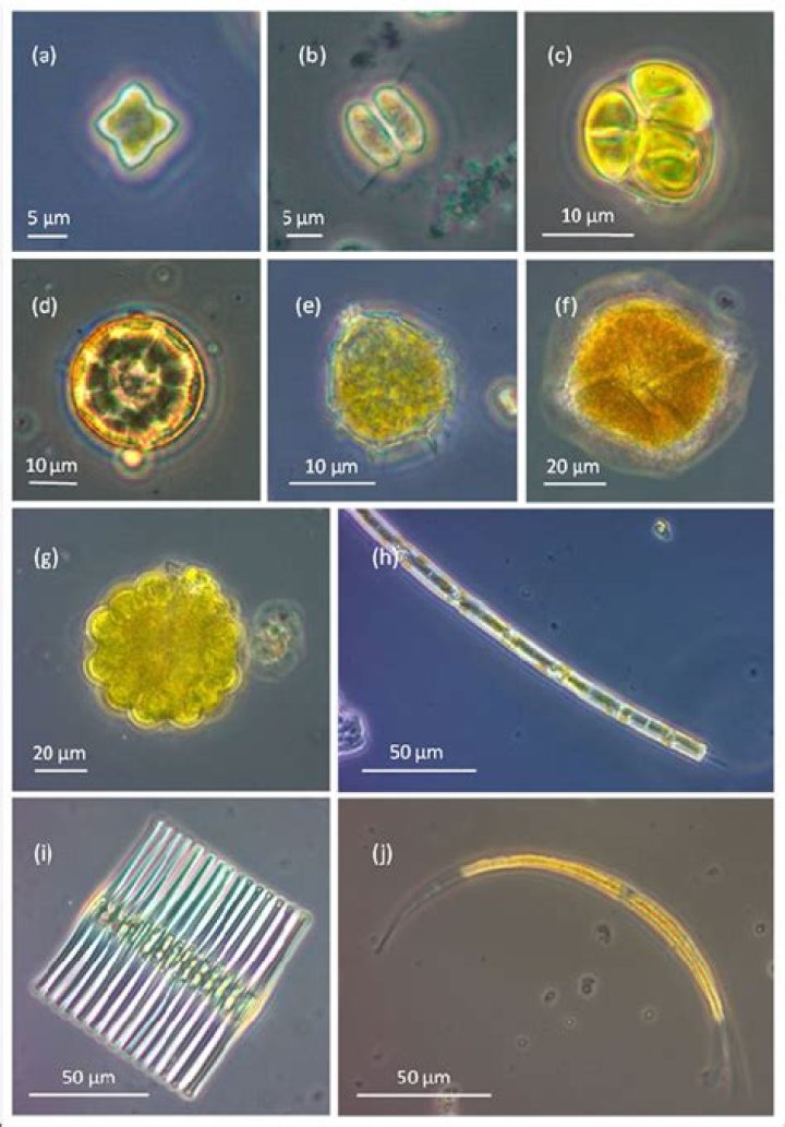 Is Fragilaria crotonensis phytoplankton?