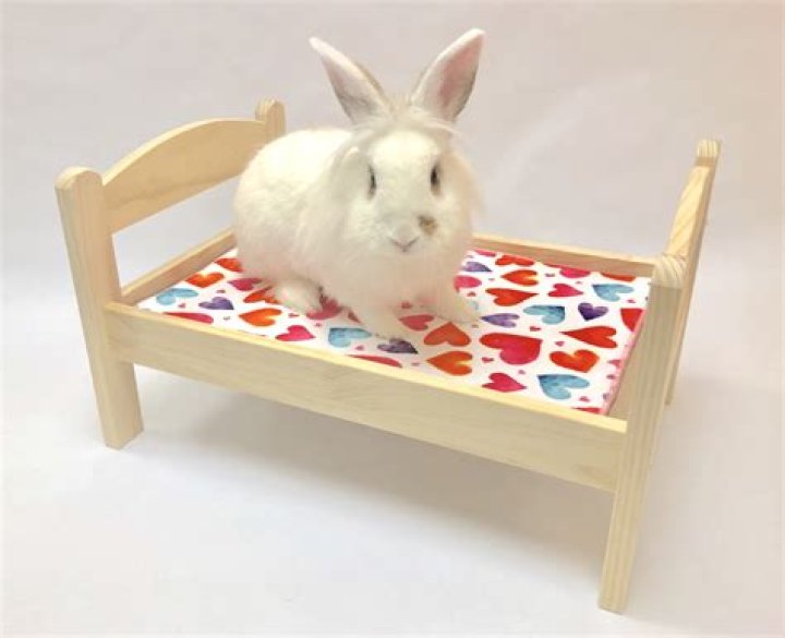Is it safe for my bunny to jump off my bed?