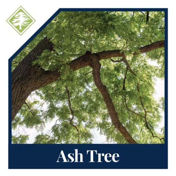 Is Texas ash a good tree?
