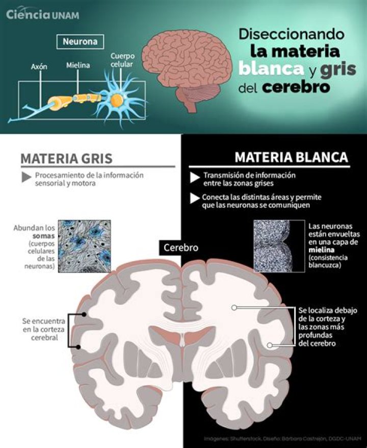 Que significa materia gris en el cerebro?