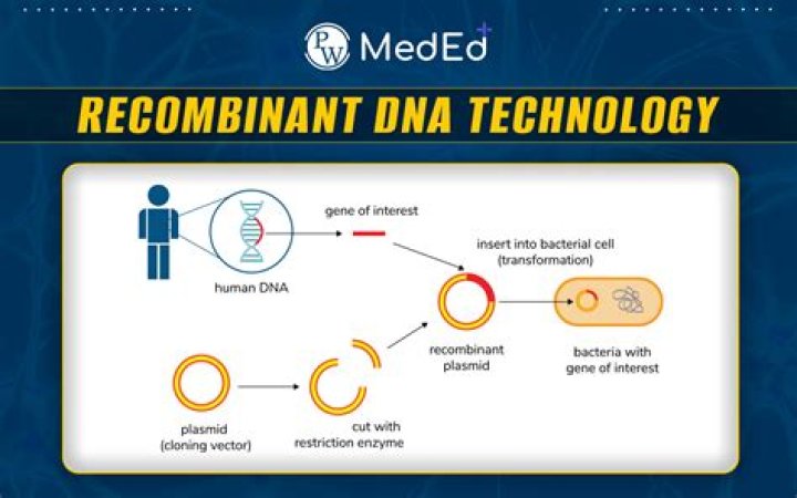 What are 3 uses of recombinant DNA?