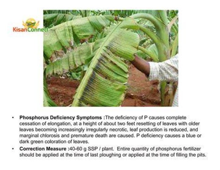 What are symptoms of phosphorus deficiency?