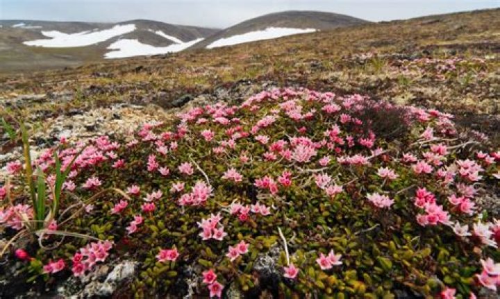 What are the main plants in the Arctic?