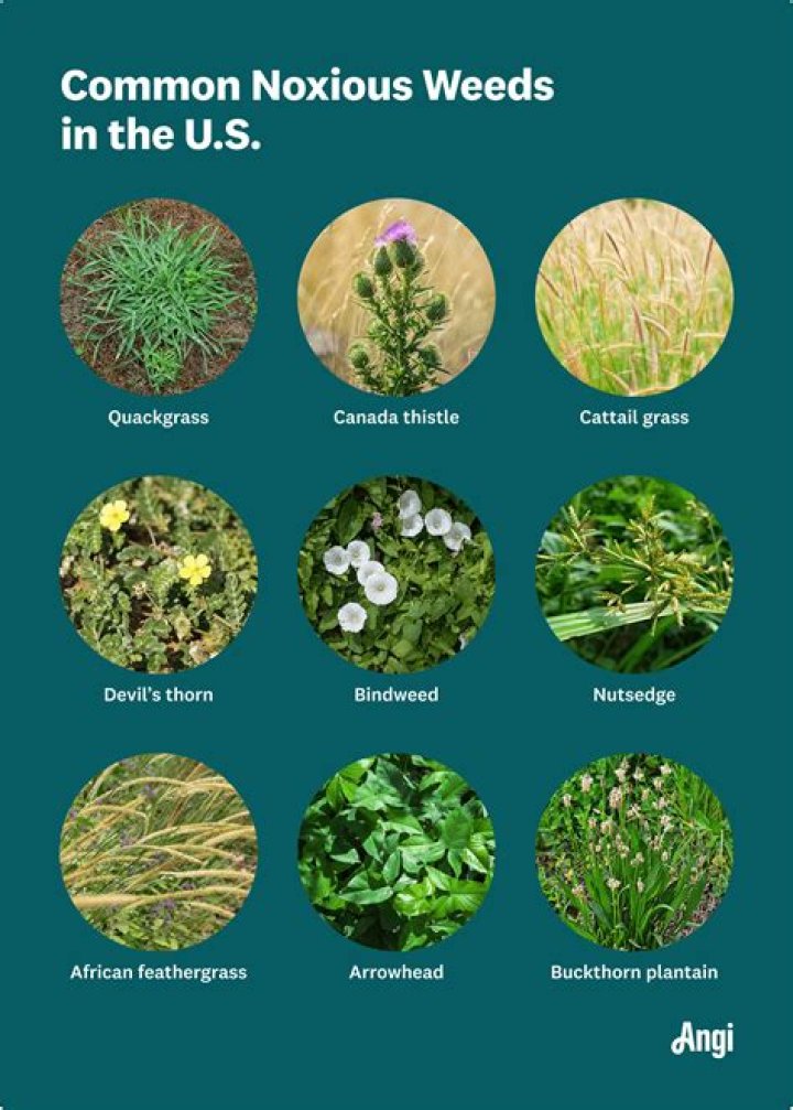 What are the six Maryland noxious weeds?