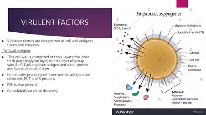 What are the virulence factors for Streptococcus pyogenes?
