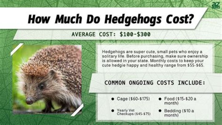 What care does a hedgehog need?